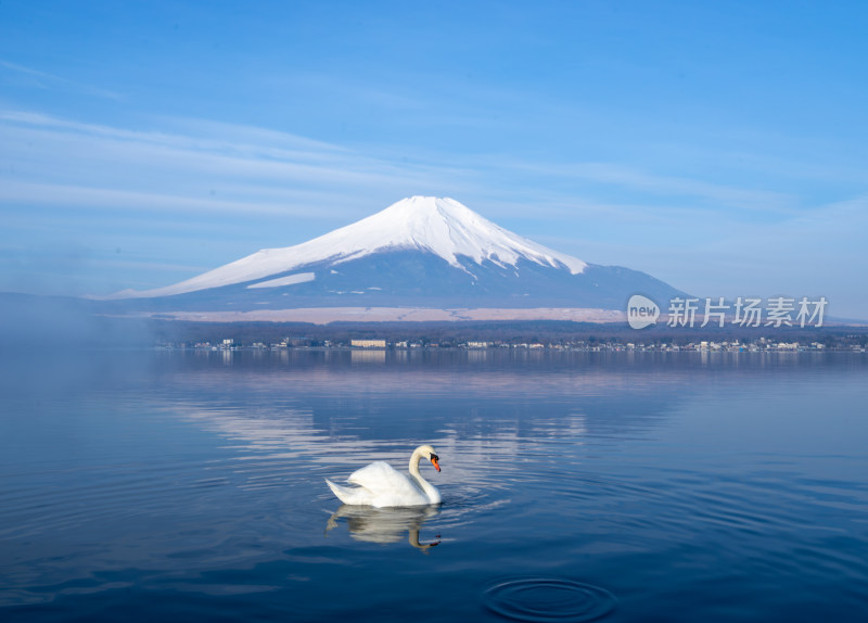 富士山下天鹅游湖的唯美自然景象