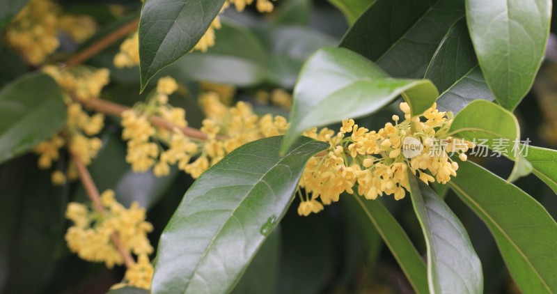 淡雅的黄色花朵桂花