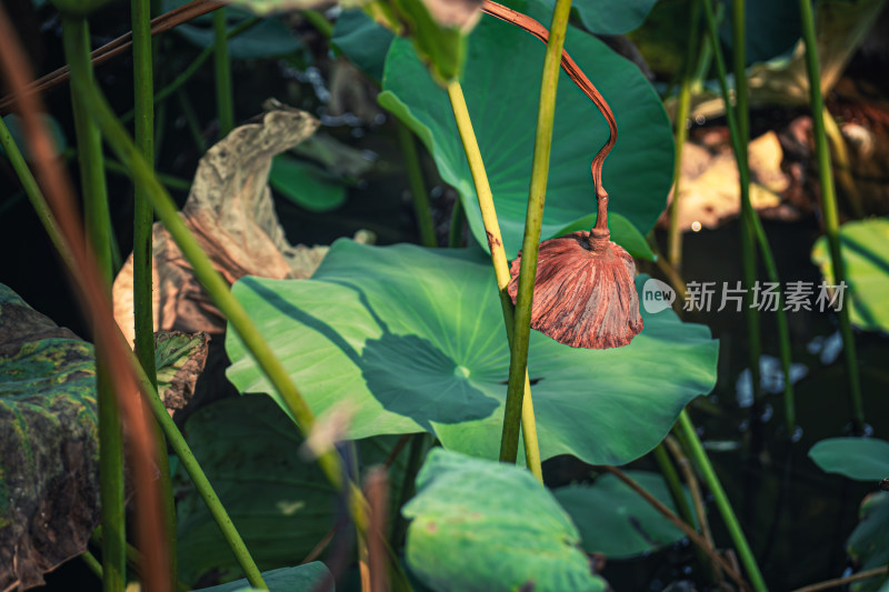 夏天池塘里的荷叶