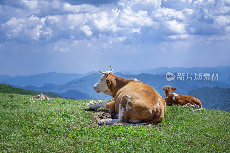 五台山上的牛