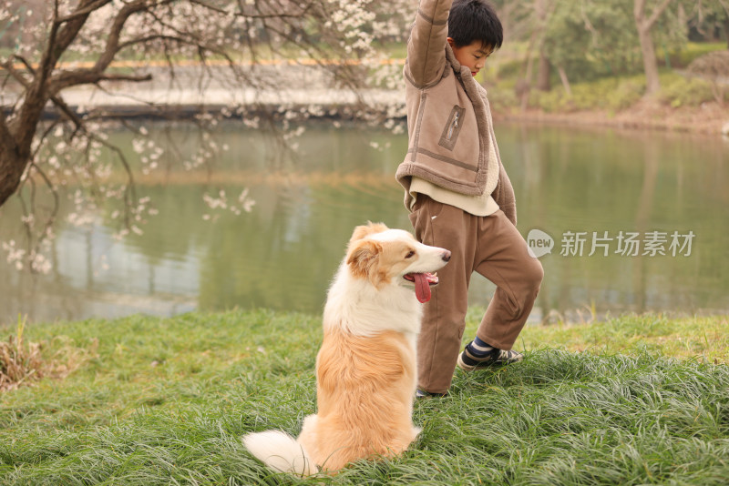 小男孩和宠物边境牧羊犬在草地上玩飞盘