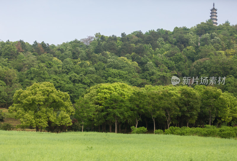 唯美春天森林公园