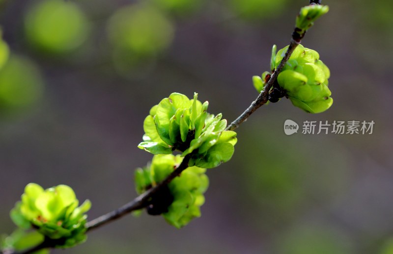 春天榆树长出榆钱