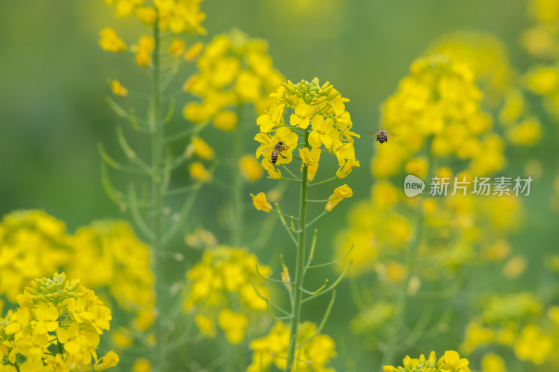 春天油菜花盛开