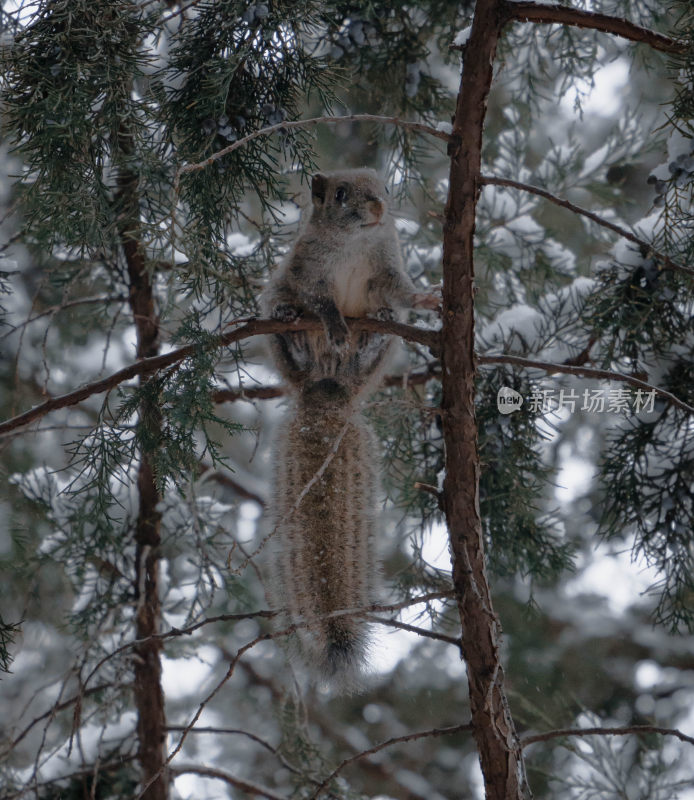 雪天树上的松鼠