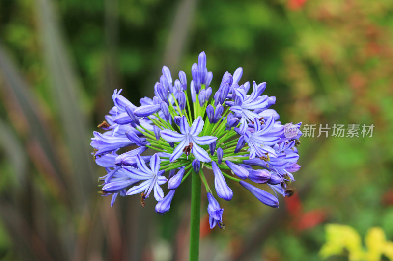 夏天盛开的欧石竹花