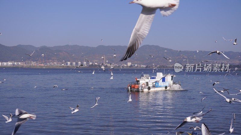 海埂大坝海鸥