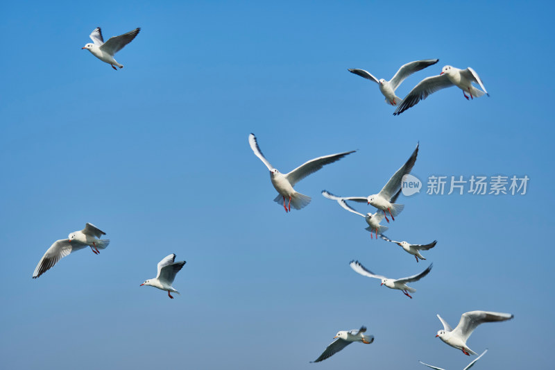 太湖红嘴鸥