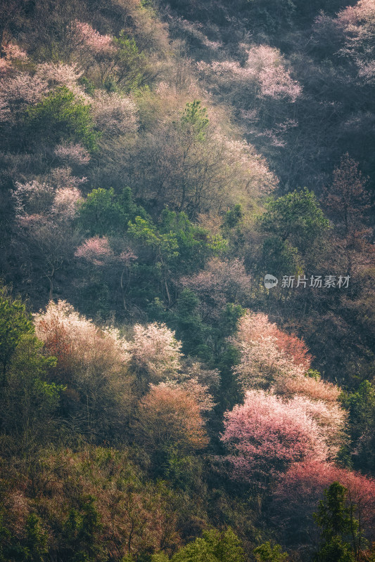 杭州建德三都镇山坡上野樱花盛开