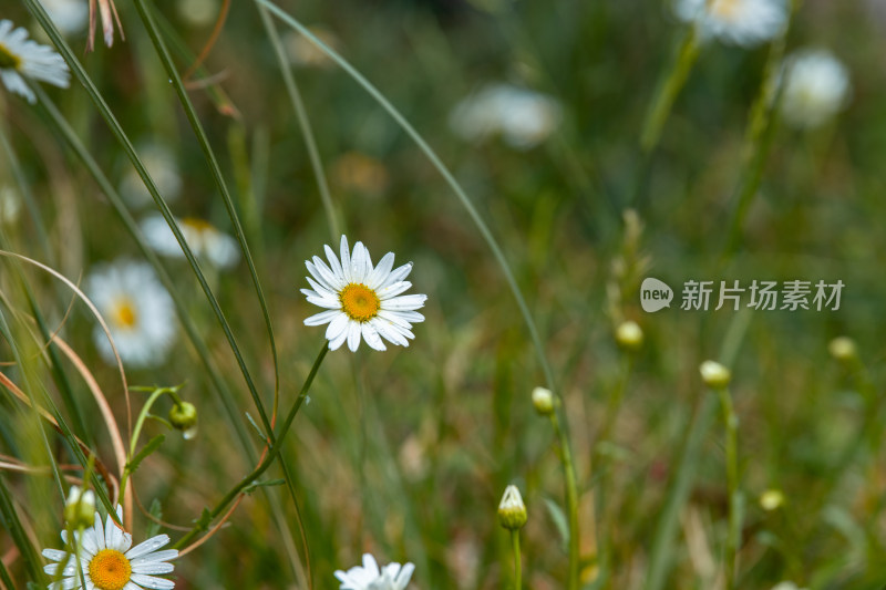 风吹过公园里的雏菊