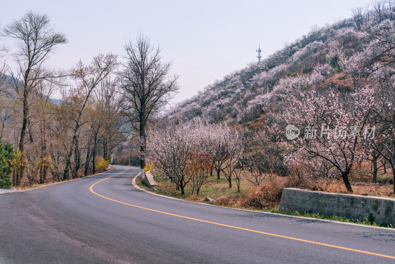 春天北京山区公路旁盛开的山杏花