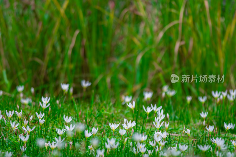 嫩绿草坪上的白色小花