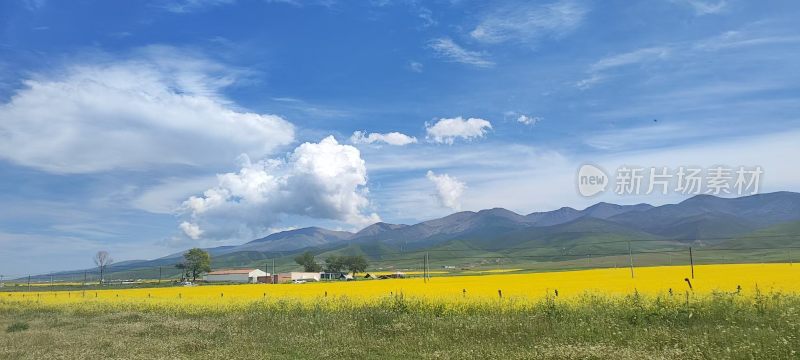 蓝天白云下的黄色花田与远山