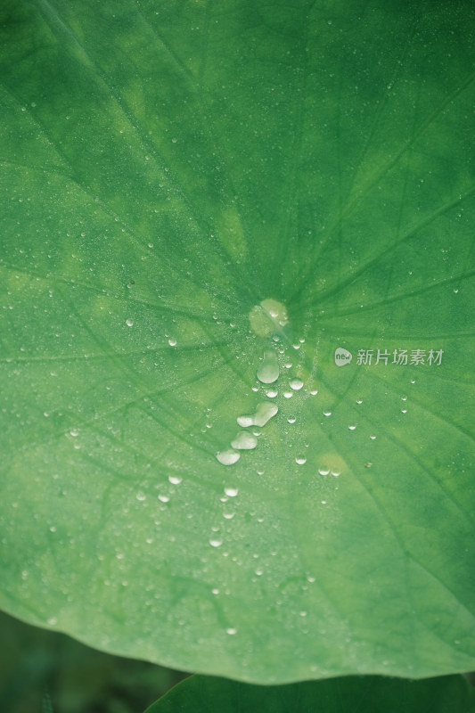 夏日雨后荷花上的雨水水滴