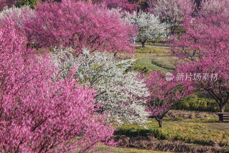 花开海上梅花节