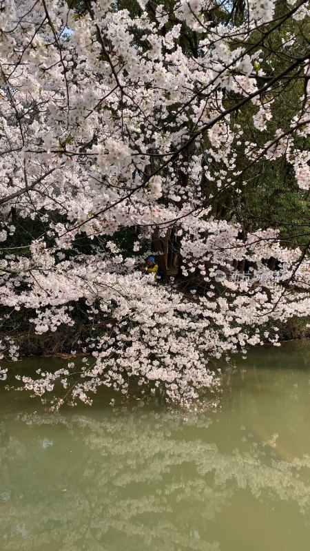 无锡鼋头渚樱花谷