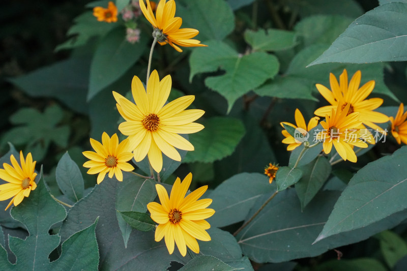 北京圆明园公园盛开的菊花