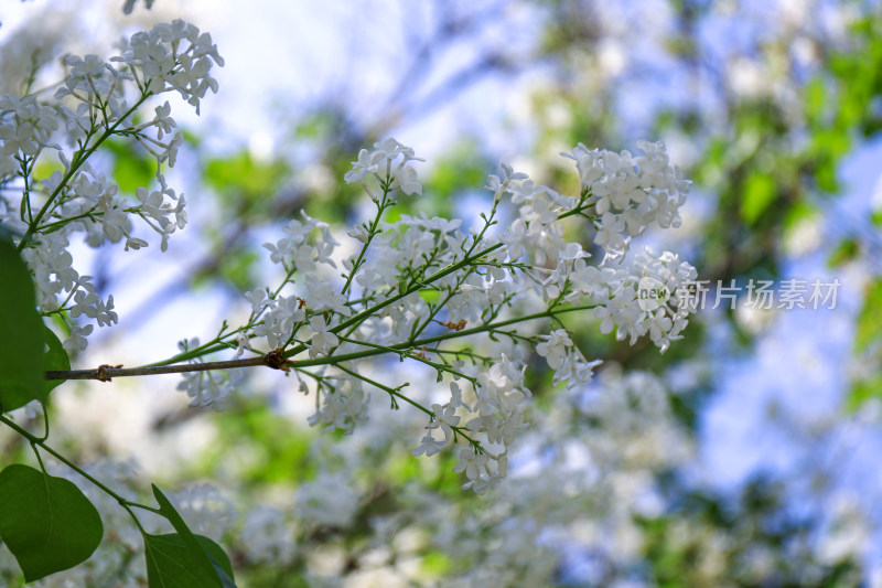 白色丁香花