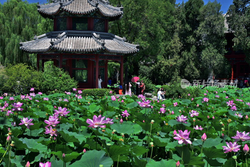 河北省保定市古莲花池