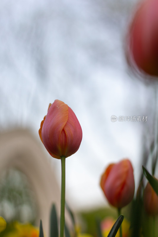 杭州太子湾多彩郁金香花海景观