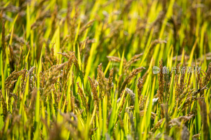 水稻 水稻田 丰收的稻田稻穗