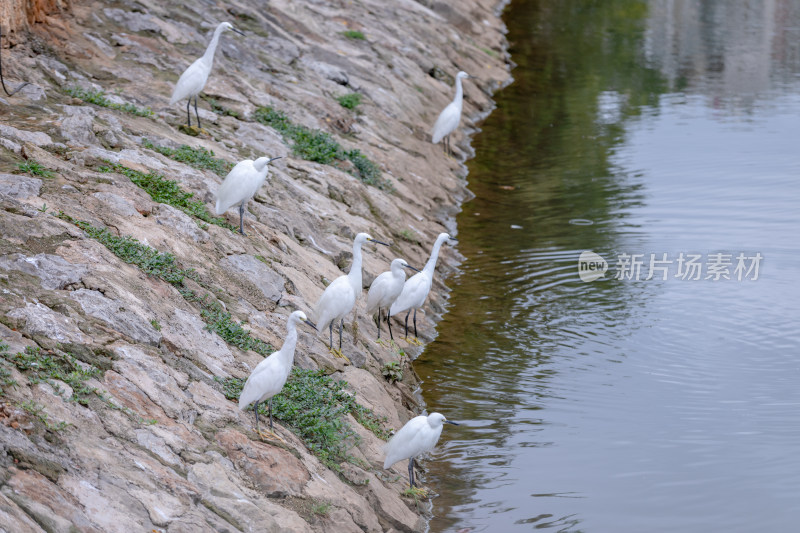 白鹭在水边觅食