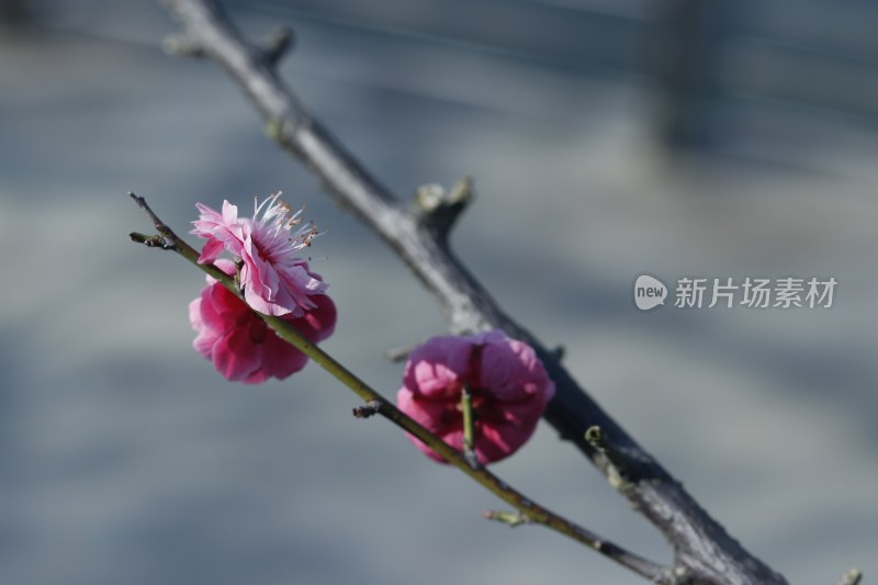 梅花 腊梅 红梅花