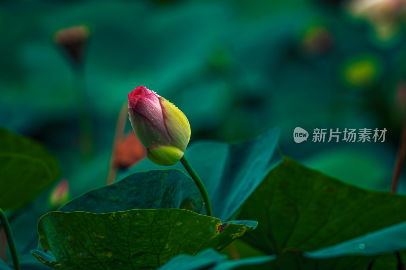 雨露滋润的荷花