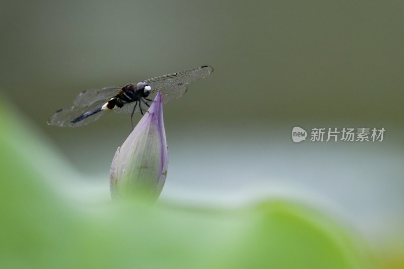 重庆酉阳：夏日荷花别样红