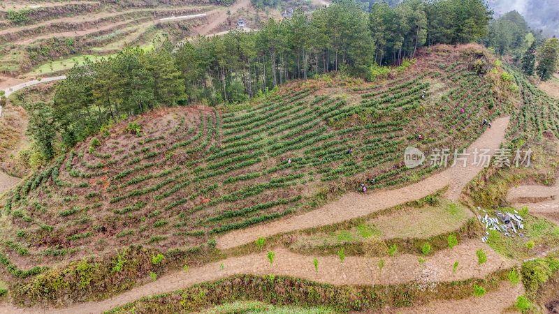 重庆酉阳：青山雾漫别样美