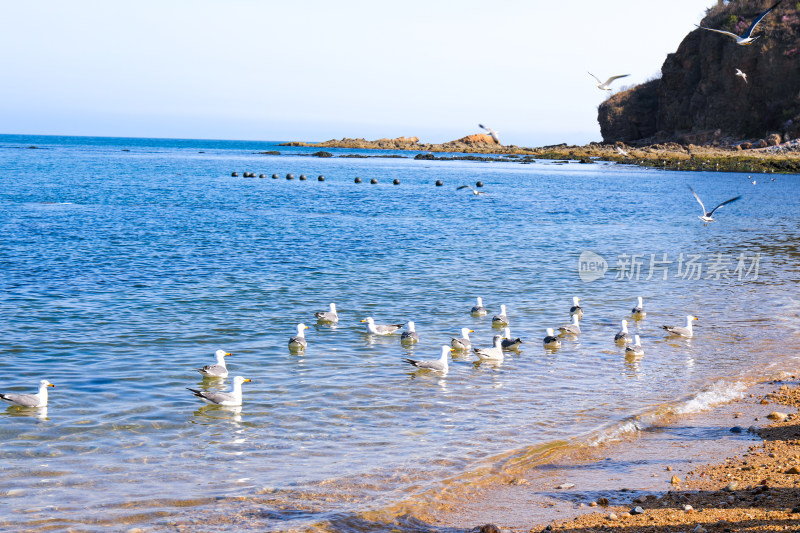 海上戏水的海鸥