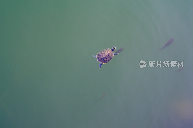 福建省泉州清源山游水的乌龟