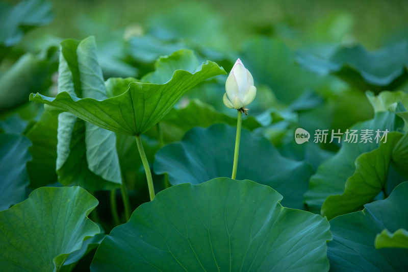 荷叶特写荷花荷包