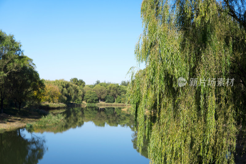 秋季湖边的垂杨柳风景