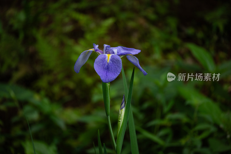 紫色鸢尾花特写