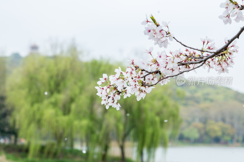 春天的樱花