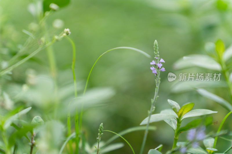 田野小花小草