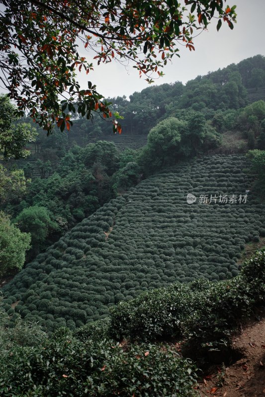 山坡上的大片茶园景观