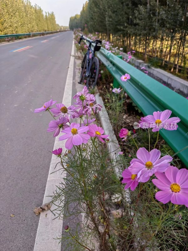 路边绽放的格桑花与停放的自行车