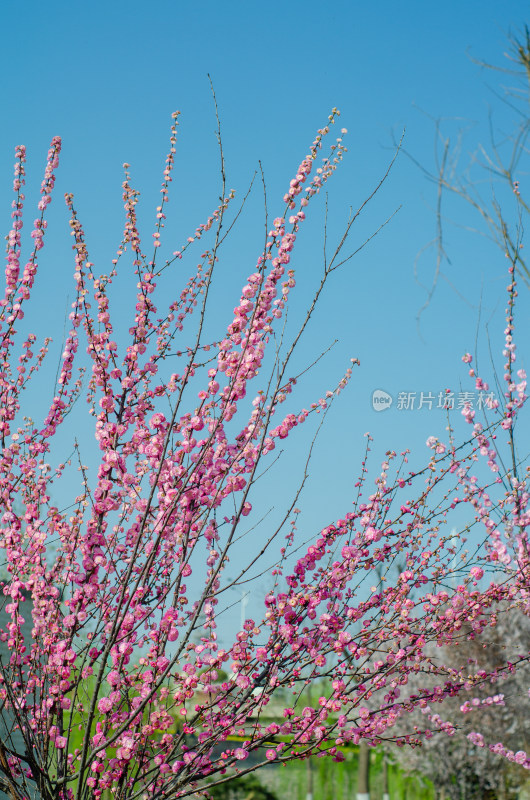 粉红的茂密的榆叶梅花树