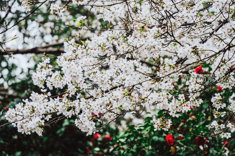 长沙湖南省植物园吉野樱花