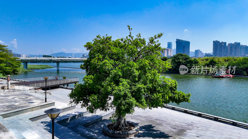 福建厦门城市风光城市绿化植物航拍