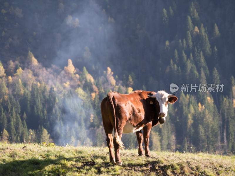 野生动物园野牛奶牛