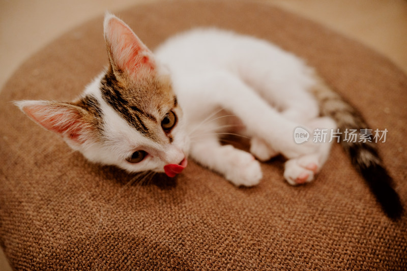 在坐垫上认真清洗自己的三花小奶猫