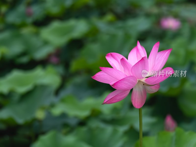 夏季荷塘莲花盛开