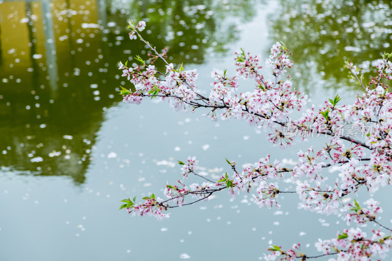 盛开的樱花