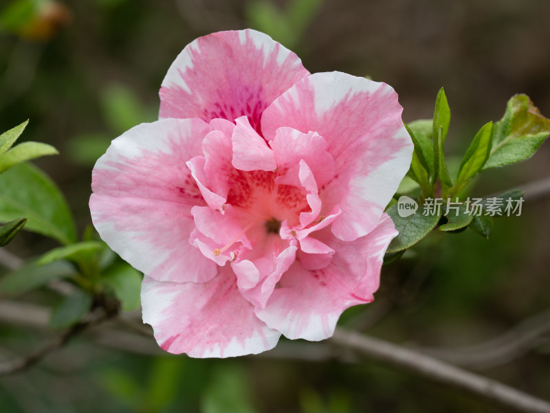 春天武汉植物园的杜鹃花