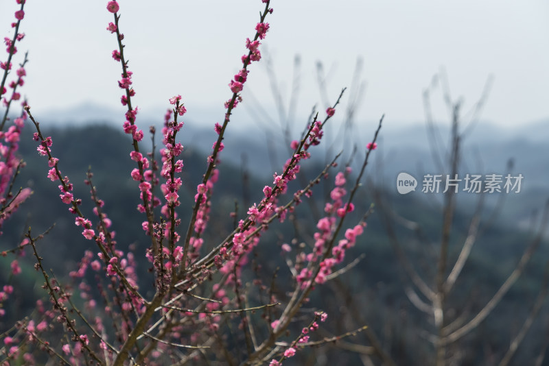 春天盛开的花朵