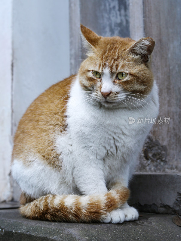 一只可爱动物小猫的特写