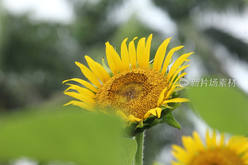 大片向日葵花田绿叶黄花生机勃勃